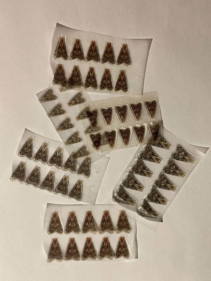 True Wings - Caddis